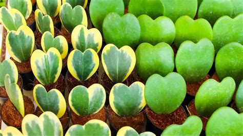 Comparaison visuelle des différents cultivars d'Hoya Kerrii