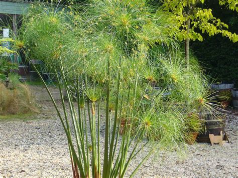 Cyperus papyrus en milieu naturel