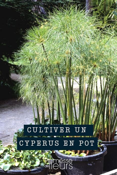 Cyperus en pot, signes de bonne santé