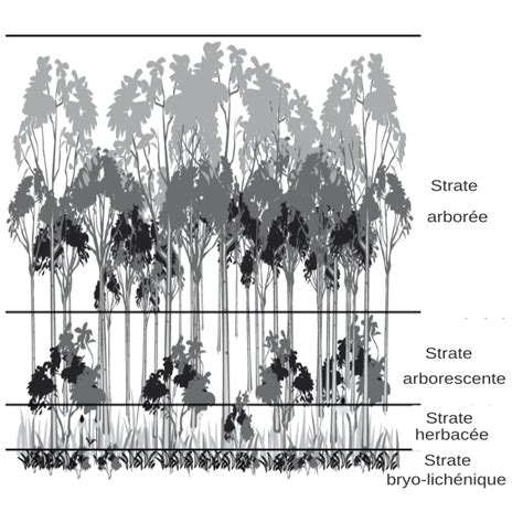 Photo d'un jardin-forêt montrant la stratification des végétaux