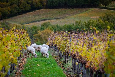 Photo de moutons pâturant entre les rangs de vigne