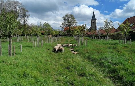 Illustration d'un verger entretenu par des moutons en sous-bois