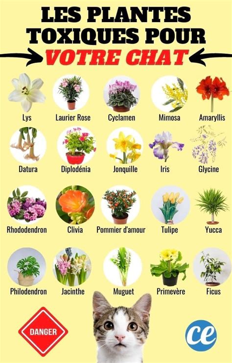 Infographie montrant des alternatives sûres aux plantes toxiques pour les animaux