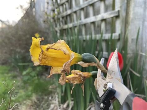 Tige de jonquille coupée après la floraison, feuilles encore vertes