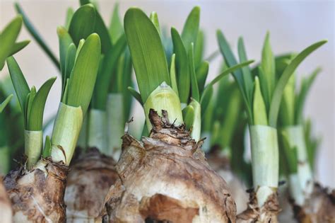 Bulbes de jonquilles prêts à être plantés dans des godets