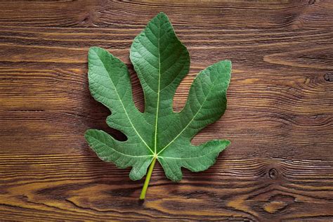 Plan rapproché montrant la texture rugueuse et les nervures saillantes d'une feuille de figuier