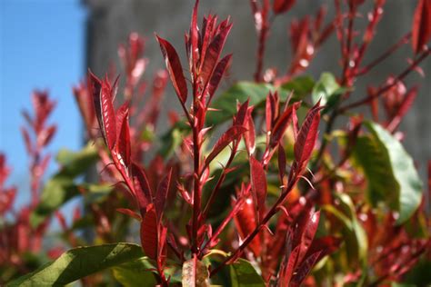 Arbuste Photinia avec de jeunes pousses rouges