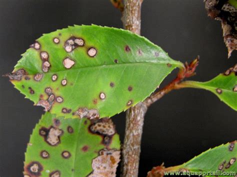 Photinia atteint par des taches foliaires