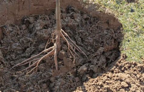 Plantation d'arbres à racines nues en automne