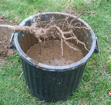 Préparation du sol et du pralin pour la plantation d'arbres