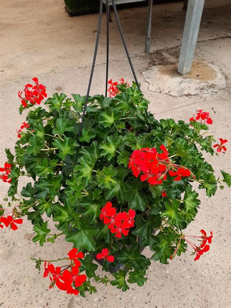 Géranium lierre en suspension avec des fleurs rouges