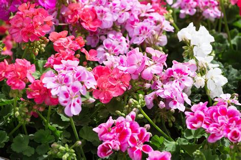 Variétés de géraniums lierre aux différentes couleurs de fleurs