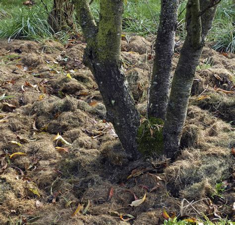 Schéma illustrant les bénéfices du paillage autour d'un jeune arbre : rétention d'eau, protection contre les adventices et régulation thermique