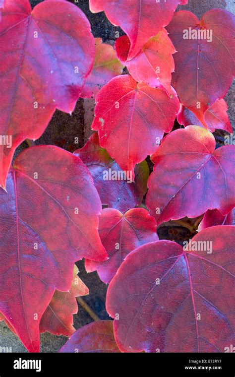Lierre de Boston aux feuilles rouges