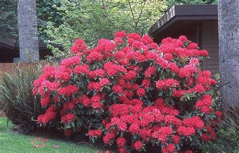 Rhododendron 'Jean Marie de Montaigne' en pleine floraison