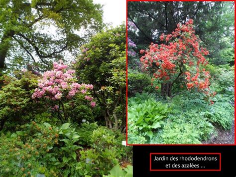 Schéma des différents types de rhododendrons et azalées