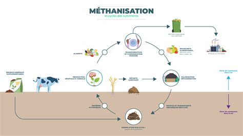 Schéma illustrant le cycle des nutriments et l'intégration de la boue fertilisante