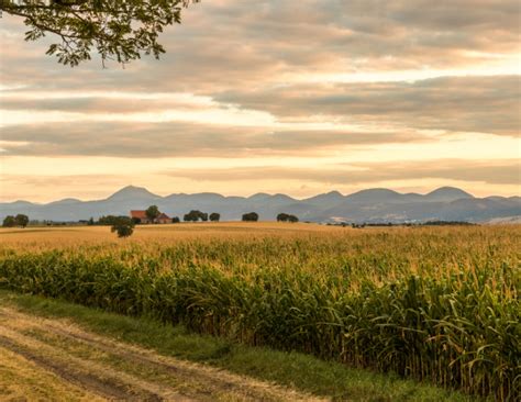 Vue d'ensemble d'un champ de céréales en phase de croissance dans une plaine française.