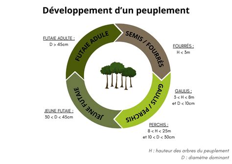 Diagramme des phases de développement d'un peuplement forestier avec les travaux sylvicoles associés à chaque phase