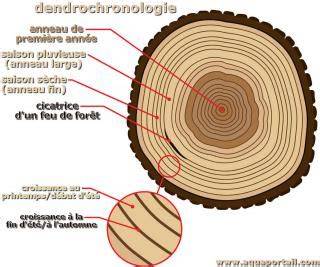 Image comparative de cernes d'arbres, l'un ayant bénéficié d'un dépressage (croissance régulière), l'autre non (croissance irrégulière)
