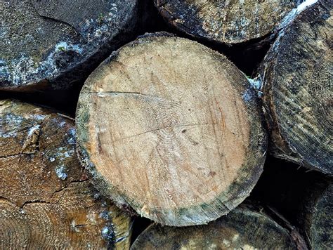 Graphique montrant l'évolution du volume de bois scolytés par essence et par région sur les dernières années