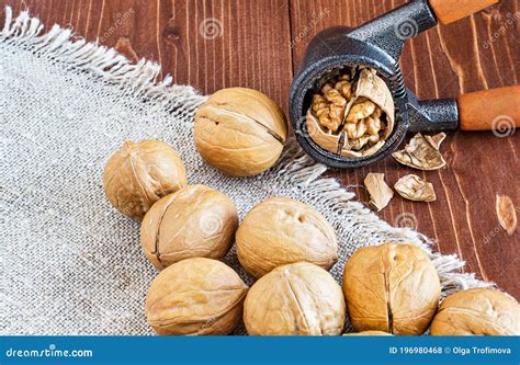 Gros plan sur une noisette fraîchement cueillie