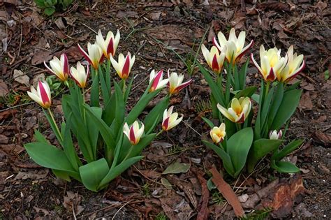 Exemple de tapis de tulipes botaniques en pleine floraison