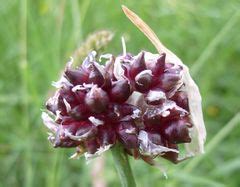 Variété d'Allium avec des bulbilles aériennes