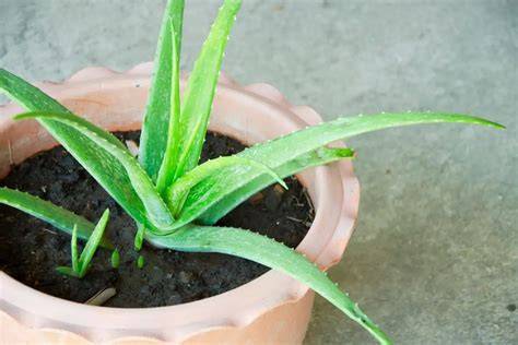 Aloe vera avec pousses