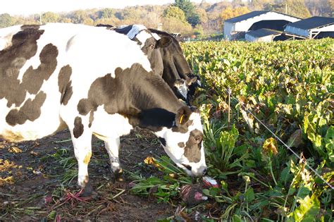 Vaches pâturant des betteraves fourragères