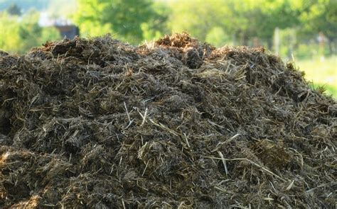 Pile de fumier de cheval en attente de compostage