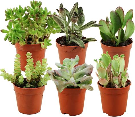 Plantes grasses diverses en pot