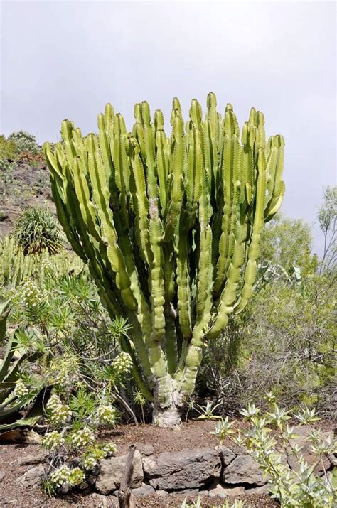 Euphorbia ingens ressemblant à un cactus