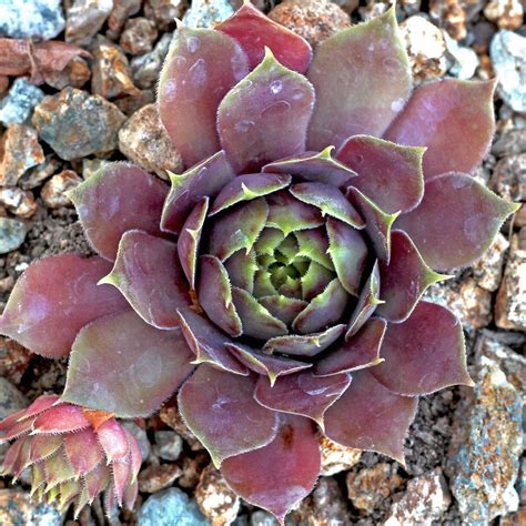 Sempervivum arachnoïde