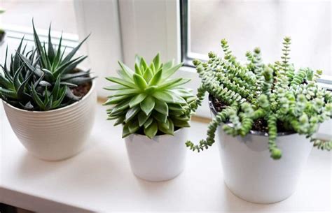 Collection de petites plantes grasses en pots