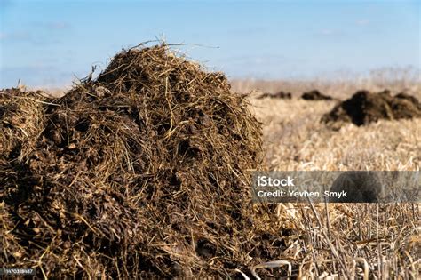 Image d'un tas de fumier avec de la sciure