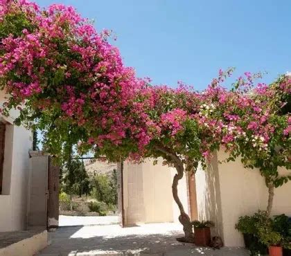 Bougainvillier luxuriant en plein soleil