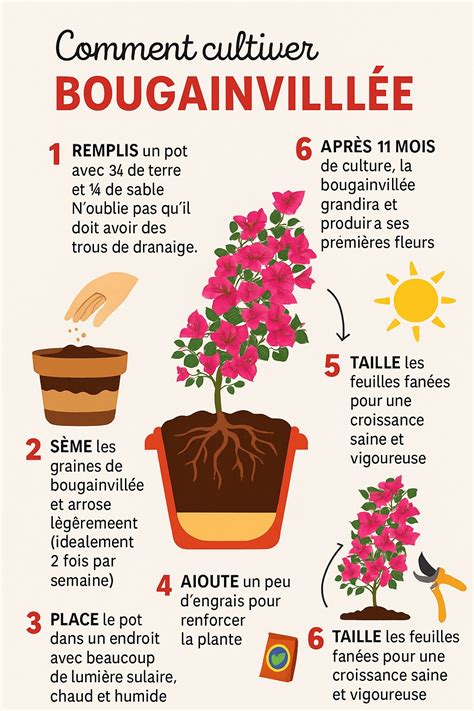 Schéma d'un pot bien drainé pour bougainvillier
