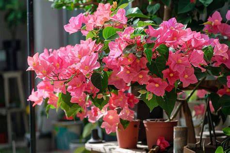 Bougainvillier en période de repos hivernal
