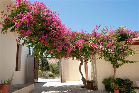 Bougainvillier reprenant sa vigueur après traitement