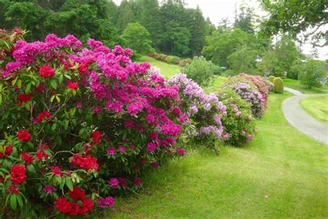 Azalées et Rhododendrons en fleur dans un jardin en mi-ombre