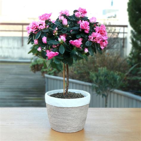 Azalée en pot sur une terrasse ombragée