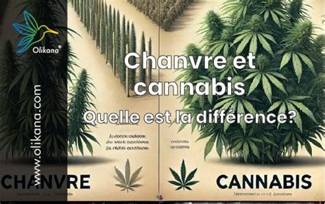 Différences entre le chanvre et le cannabis riche en THC