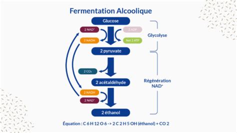 Infographie sur le processus de fermentation des graines de tomate