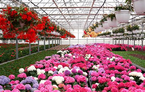Image d'une serre remplie de fleurs variées, illustrant la floriculture moderne