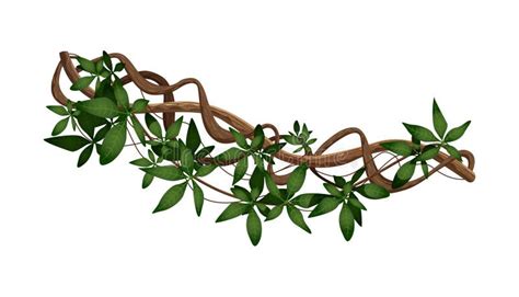 Illustration botanique d'une liane de chèvrefeuille en fleur