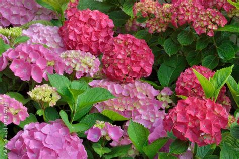 Différentes couleurs d'hortensias en fleurs