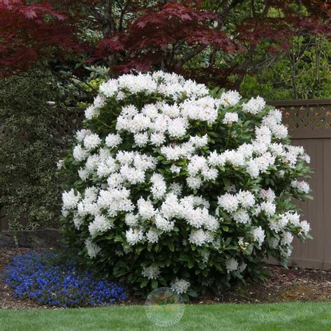 Rhododendron Cunningham's White flowers and foliage