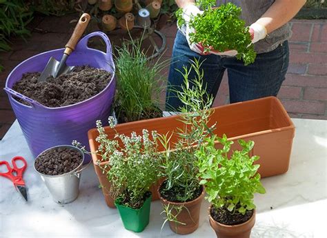 Plantes aromatiques dans une jardinière sur un balcon