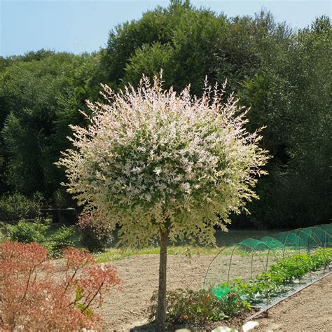 Image d'un saule crevette taillé en trogne